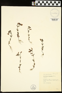 Collinsia violacea image