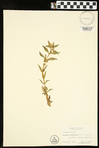 Gratiola virginiana var. virginiana image