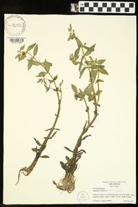 Gratiola virginiana image