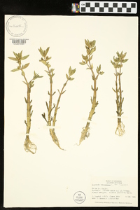 Gratiola virginiana var. virginiana image