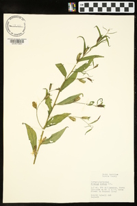 Mimulus alatus image