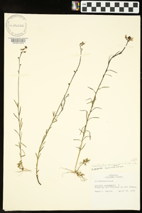 Nuttallanthus texanus image