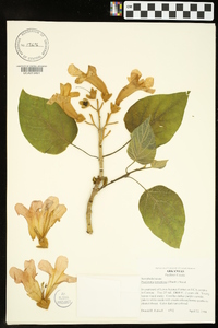 Paulownia tomentosa image