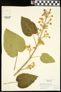 Paulownia tomentosa image