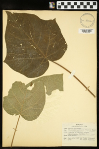 Paulownia tomentosa image