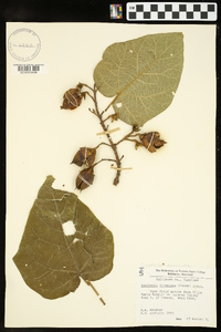 Paulownia tomentosa image