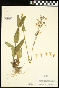 Penstemon tubiflorus image