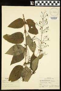 Scrophularia marilandica image