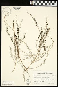 Seymeria cassioides image