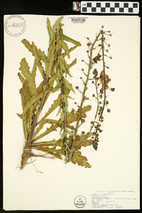 Verbascum blattaria image