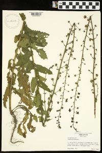 Verbascum blattaria image