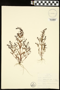 Veronica peregrina subsp. peregrina image