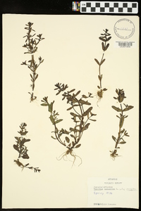 Veronica peregrina subsp. peregrina image