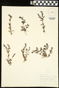 Veronica peregrina subsp. peregrina image