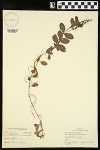 Veronica officinalis image