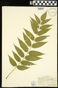 Ailanthus altissima image