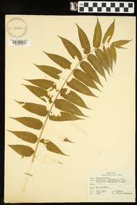 Ailanthus altissima image