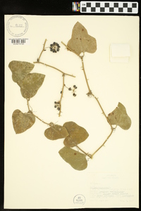 Smilax bona-nox image