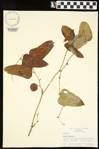 Smilax bona-nox image