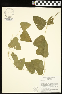 Smilax bona-nox image