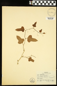 Smilax bona-nox image