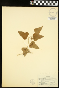 Smilax bona-nox image