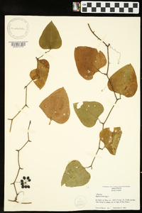 Smilax bona-nox image