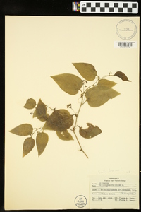 Smilax bona-nox image