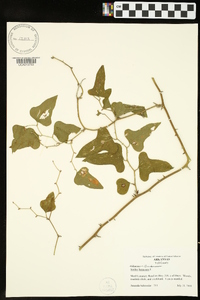 Smilax bona-nox image