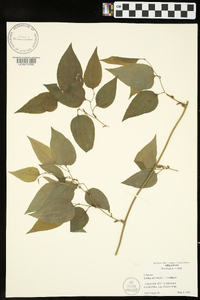 Smilax herbacea image