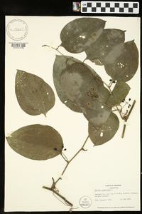 Smilax tamnoides image