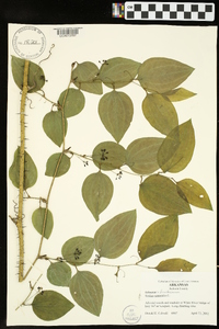 Smilax tamnoides image