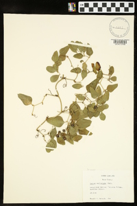 Smilax auriculata image