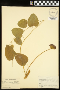 Smilax herbacea image