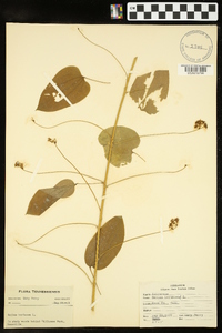 Smilax herbacea image