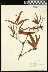 Smilax laurifolia image