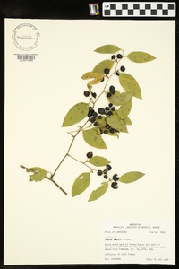 Smilax smallii image