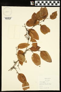 Smilax walteri image