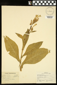 Nicotiana tabacum image