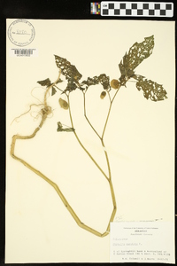 Physalis angulata image