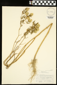 Physalis angulata image