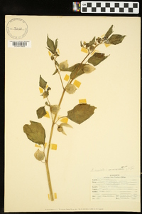 Physalis angulata image