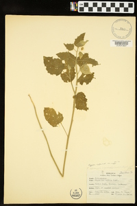 Physalis mollis image