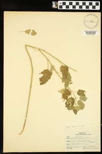 Physalis mollis image