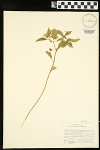 Physalis virginiana image