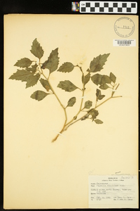 Physalis virginiana image