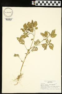 Physalis angulata image