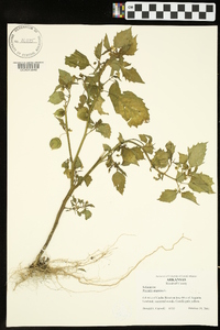 Physalis angulata image