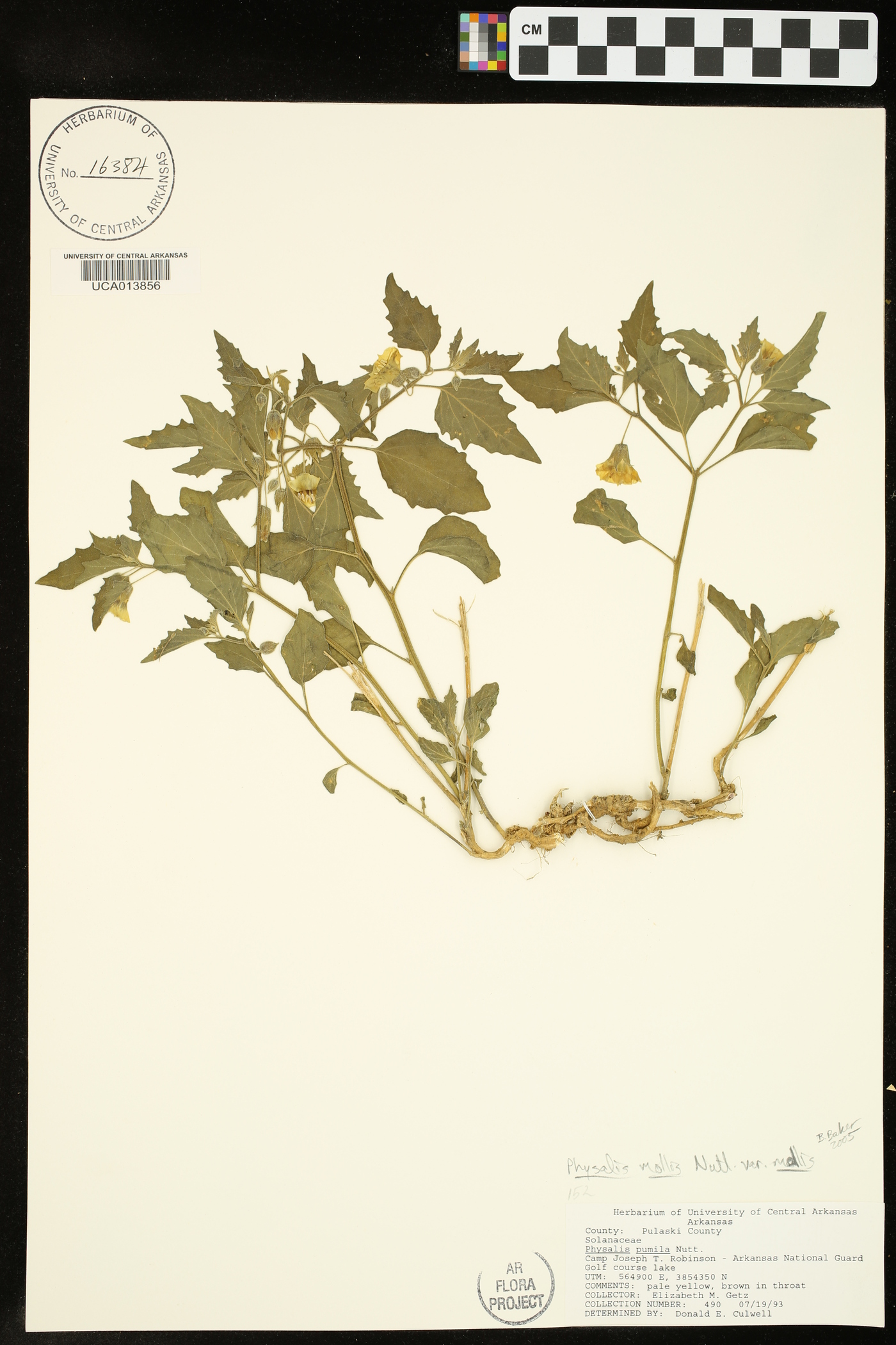 Physalis mollis image