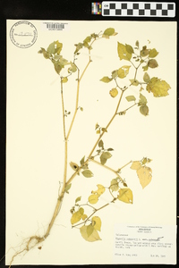 Physalis pubescens image